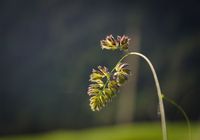 Galeriebild 3