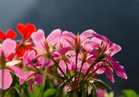 Galeriebild 4